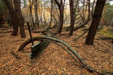 Shilovsky erdő.  Részeg erdő.  Részeg erdő a Ryazan régióban