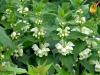 Dead nettle: medicinal properties of the flower and contraindications What does nettle look like?